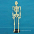 High Quality Human Skeleton Body Model for Medical Teaching (R020103)